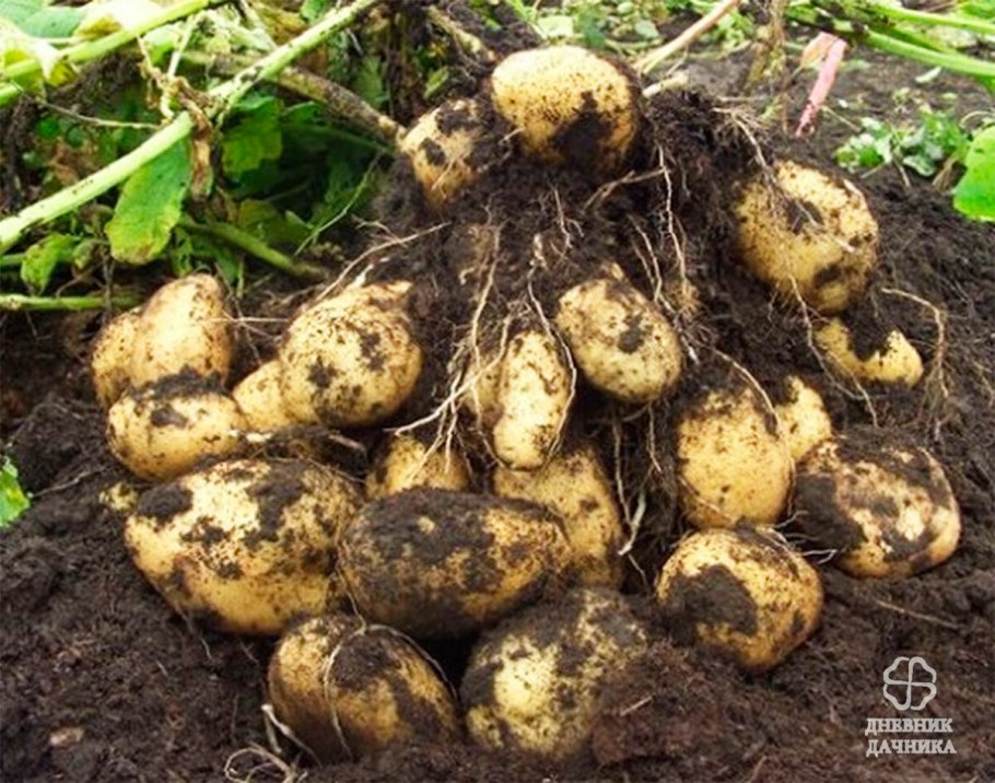 Посадка урожая