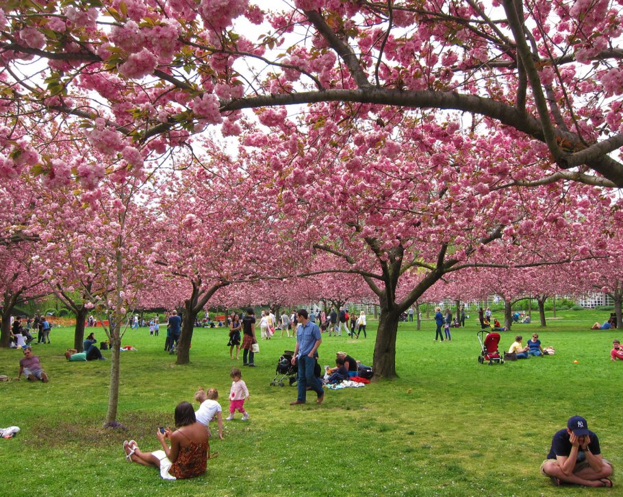 Botanic Garden Brooklyn Сакура