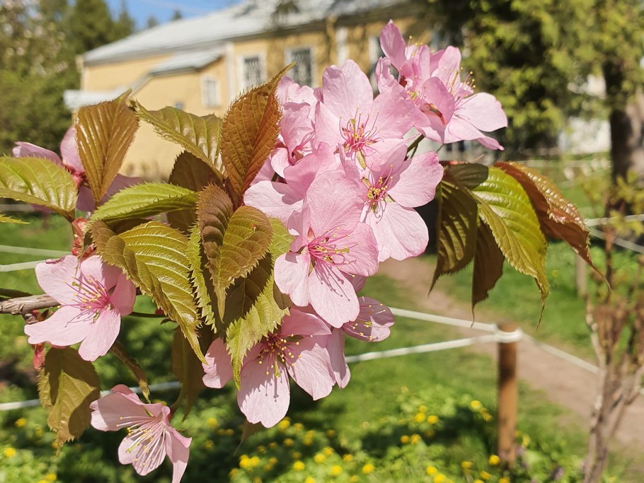 Цветение в Миусском парке