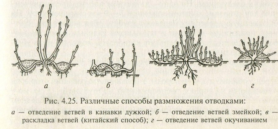 Корневая система крыжовника