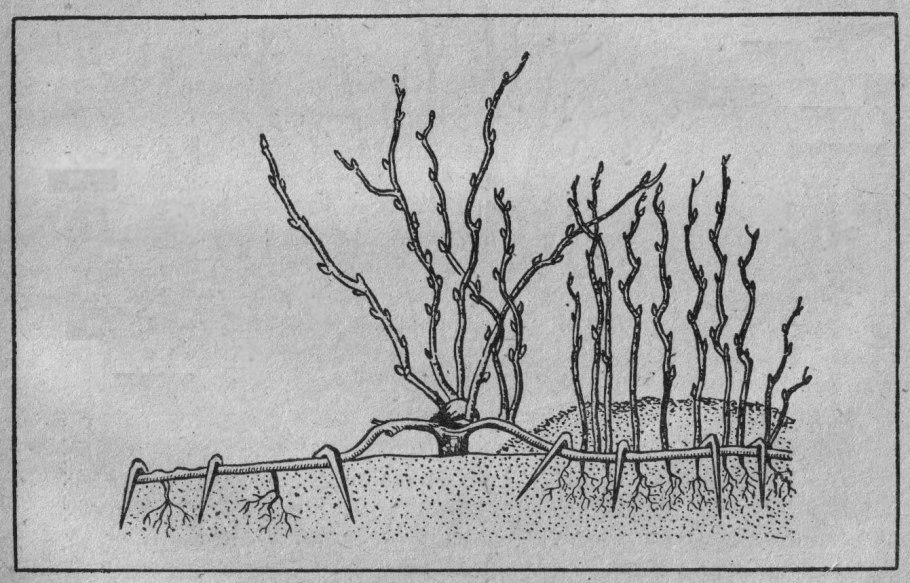 Размножение винограда черенками вегетативное