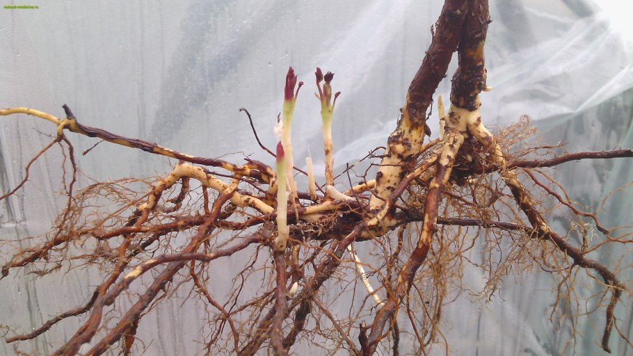 Размножение дерена черенками