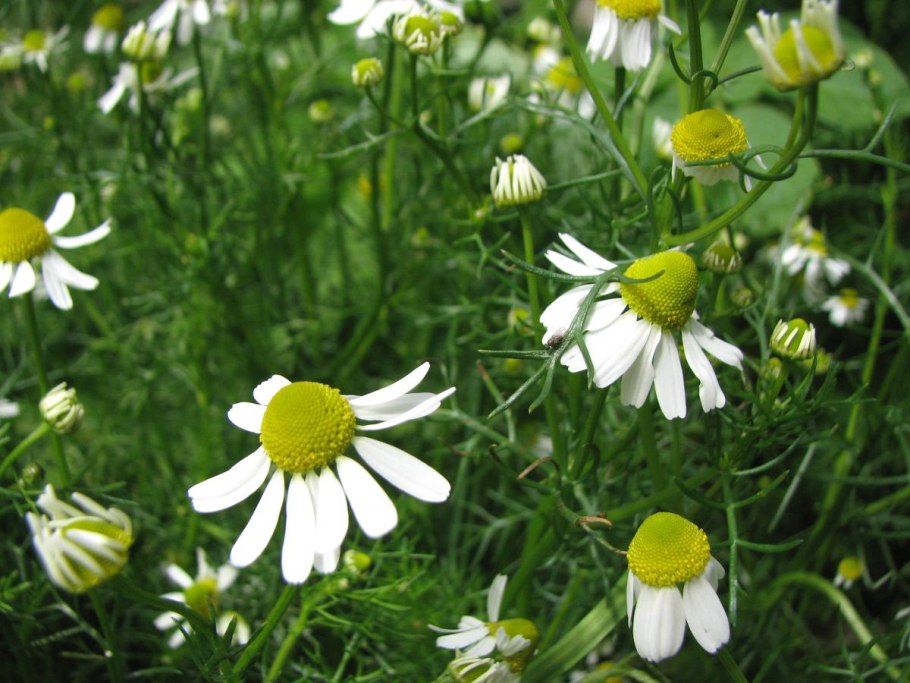 Ромашка лекарственная многолетняя