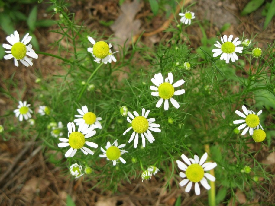 Ромашка аптечная желтая