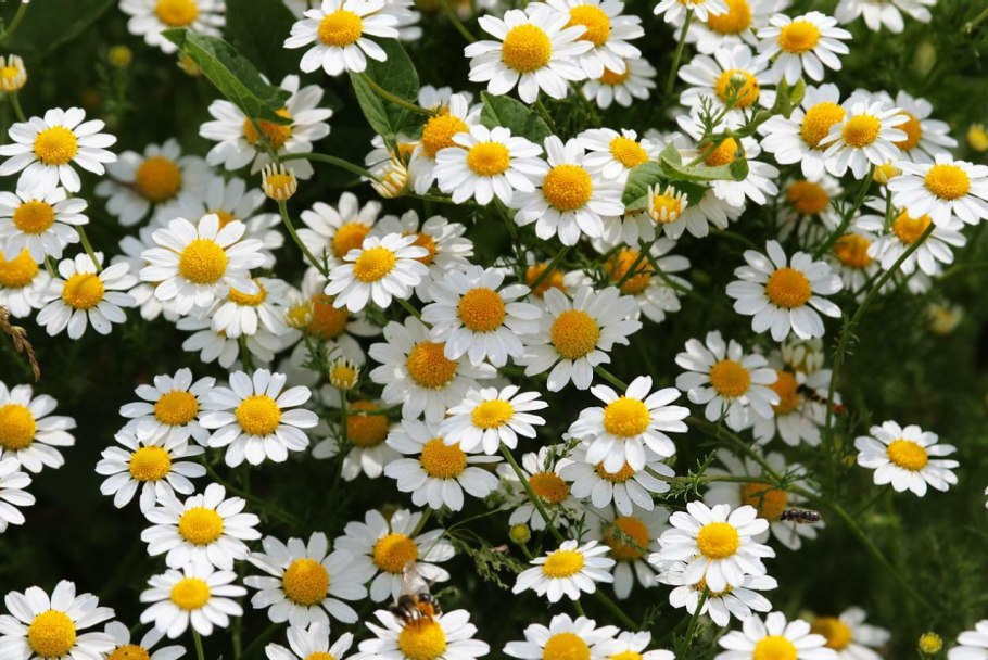 Цветок матрикария Хамомилла