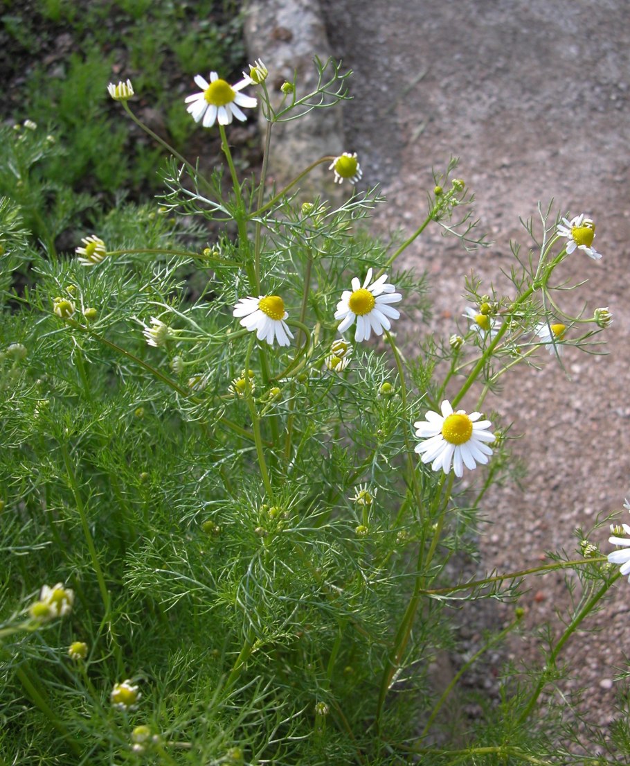 Ромашки средние