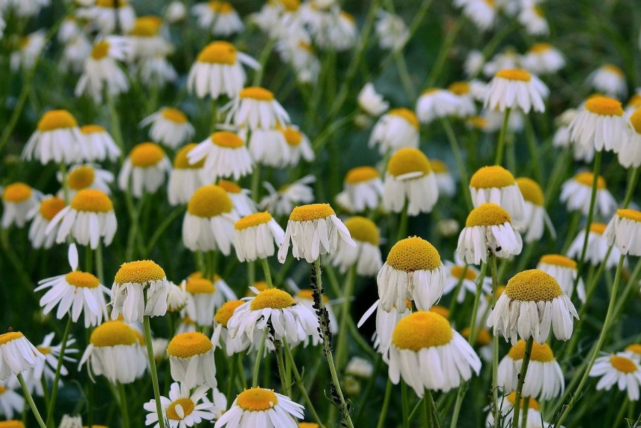 Ромашка ромашковидная