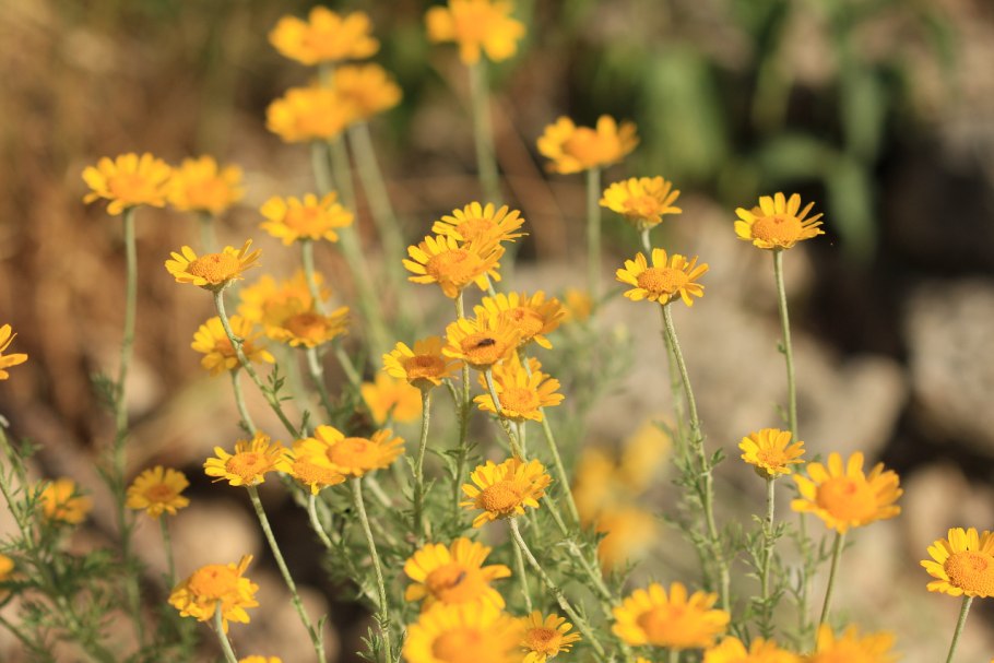 Пиретрум Ромашка лекарственная