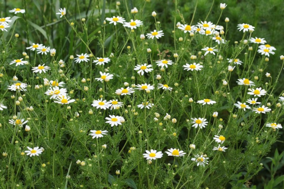 Ромашка аптечная в огороде