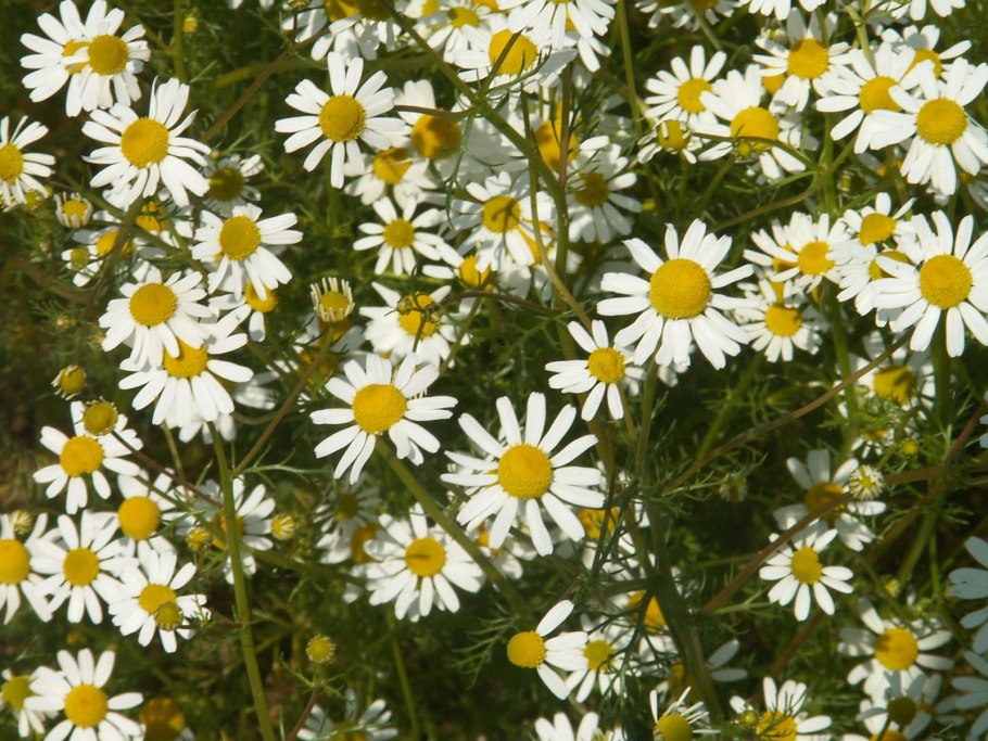 Matricaria Chamomilla Ромашка лекарственная