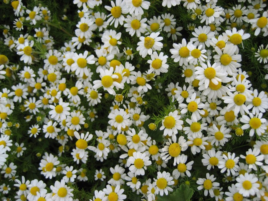 Матрикария Хамомилла