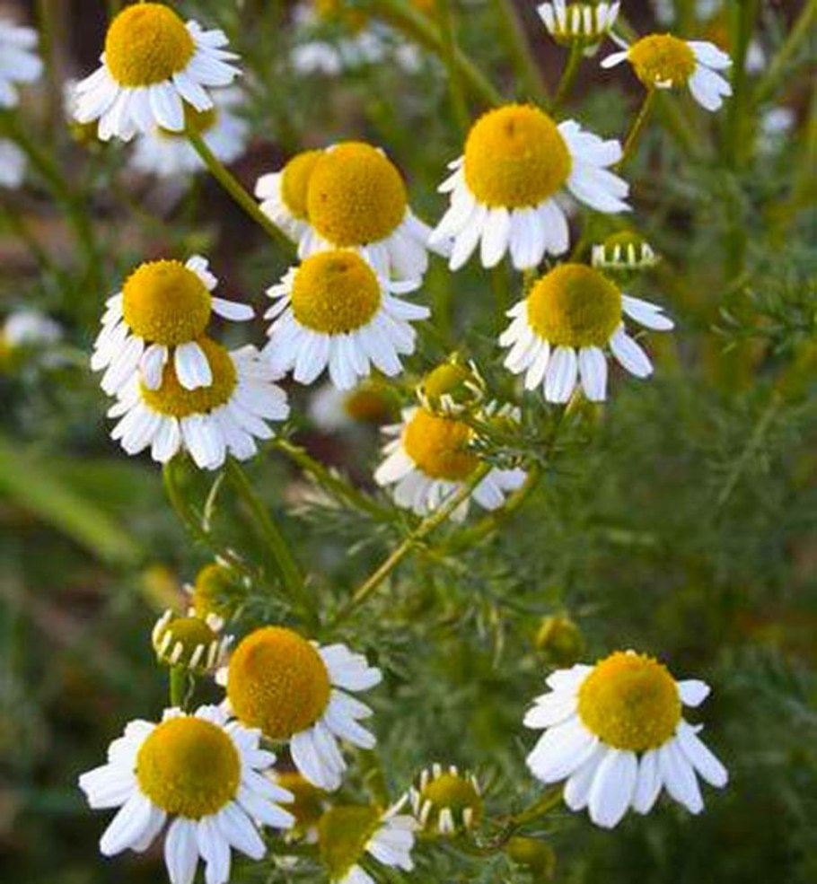 Цветки ромашки аптечной ГФ