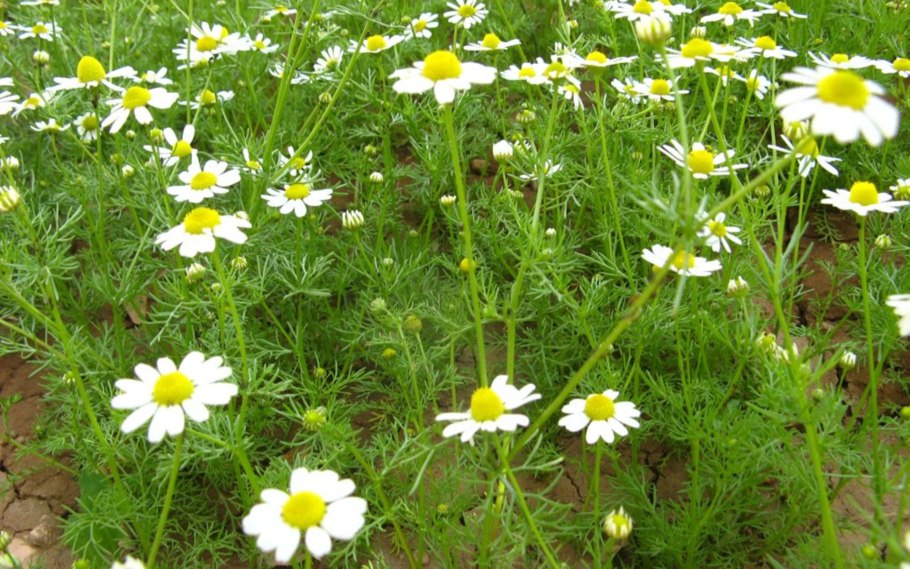 Ромашка аптечная (Matricaria Chamomilla)