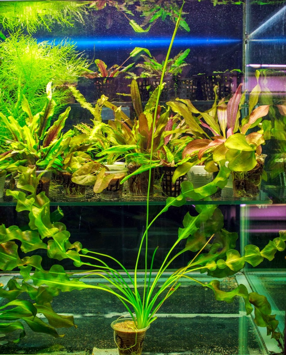 Апоногетон ульвацеус