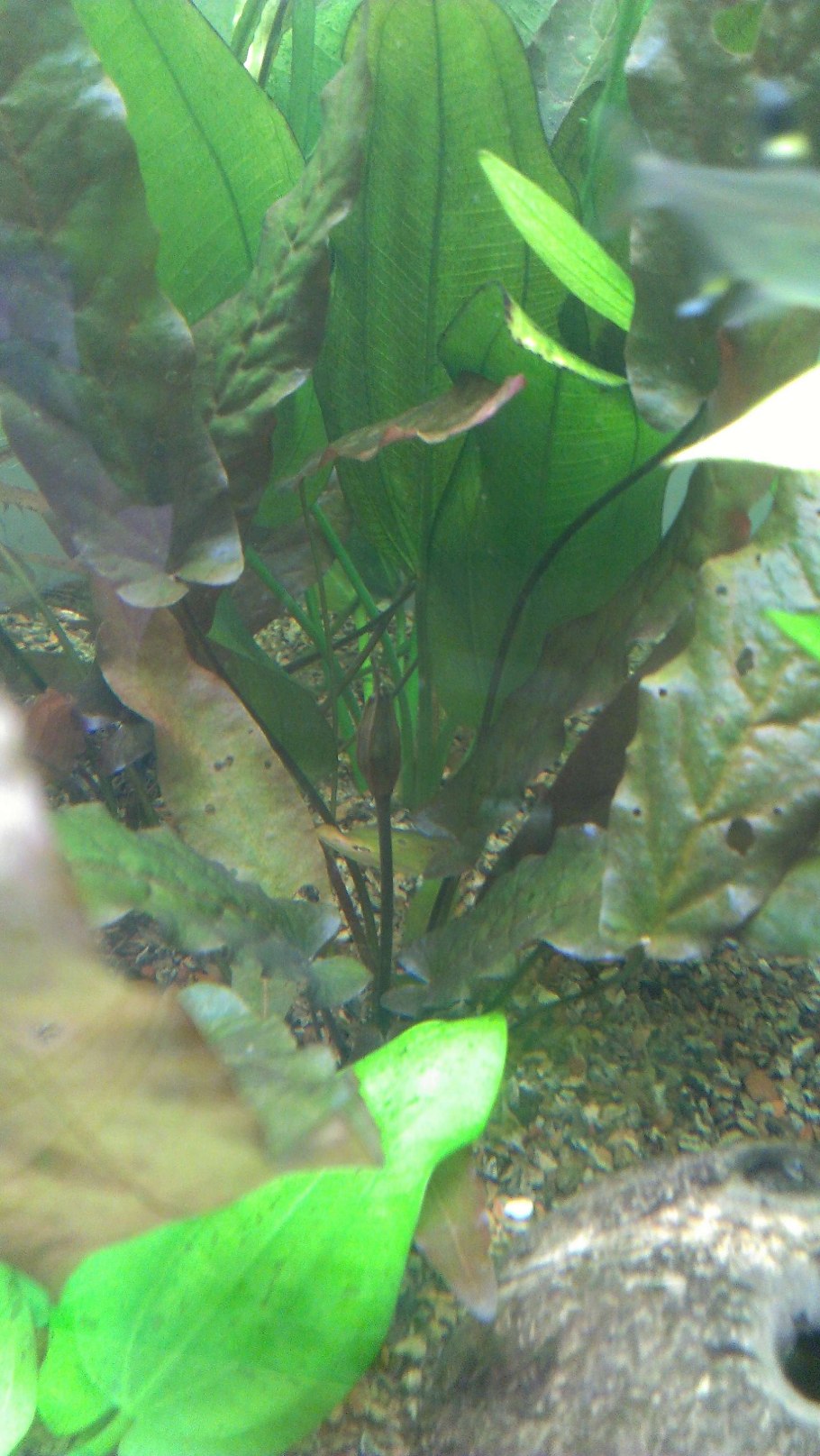 Апоногетон двуколосый фото