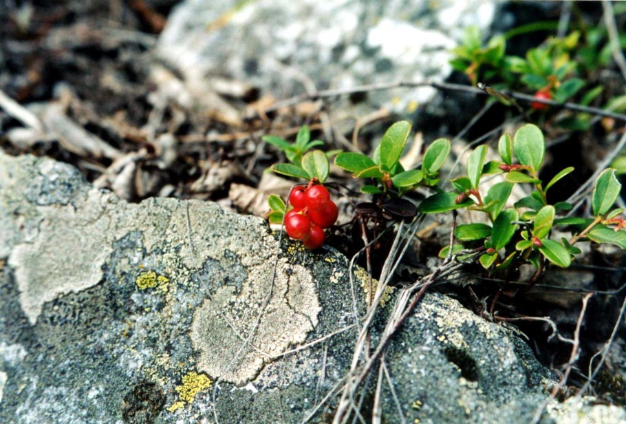 Дикая брусника Байкал