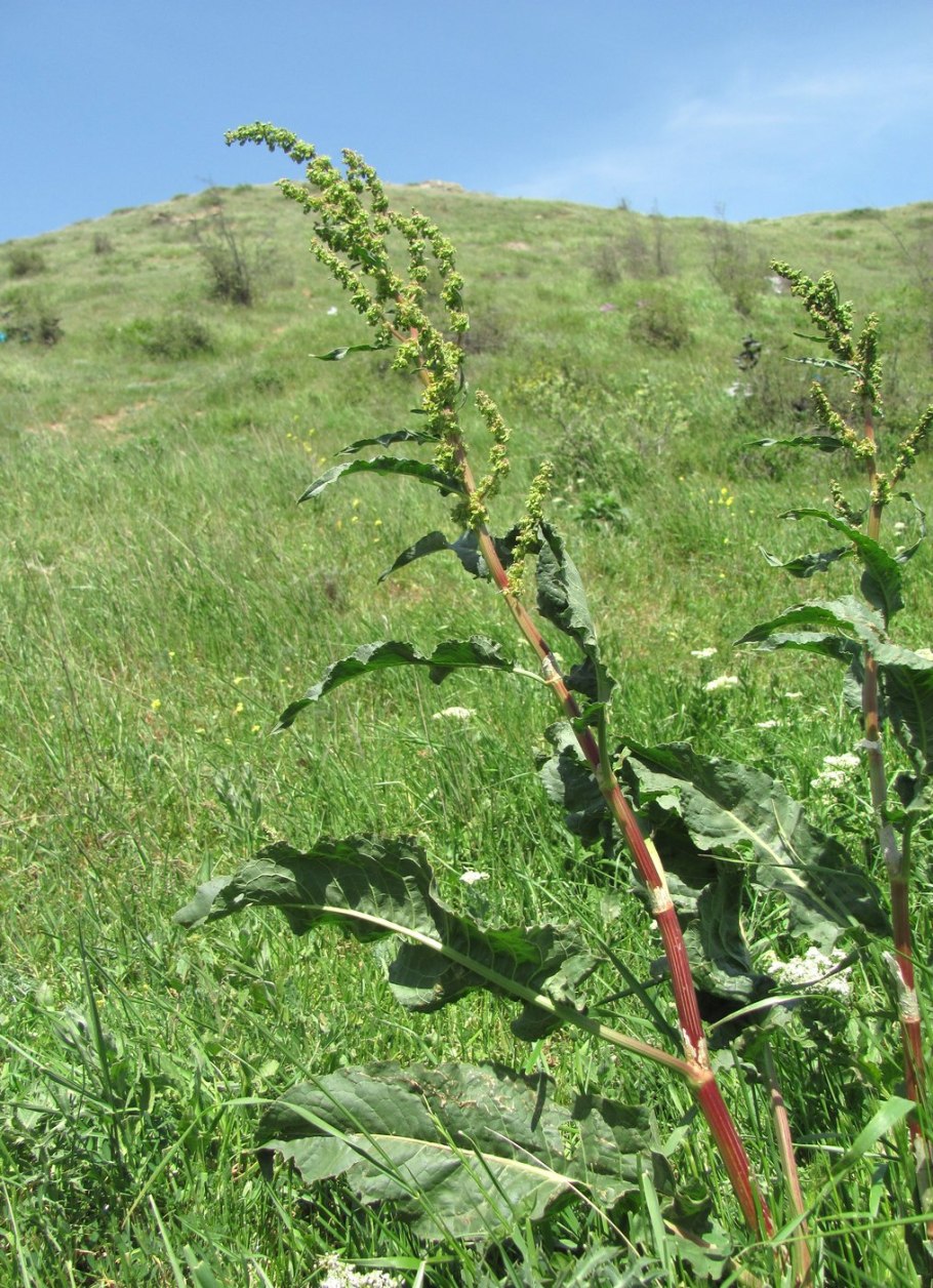 Rumex patientia растение
