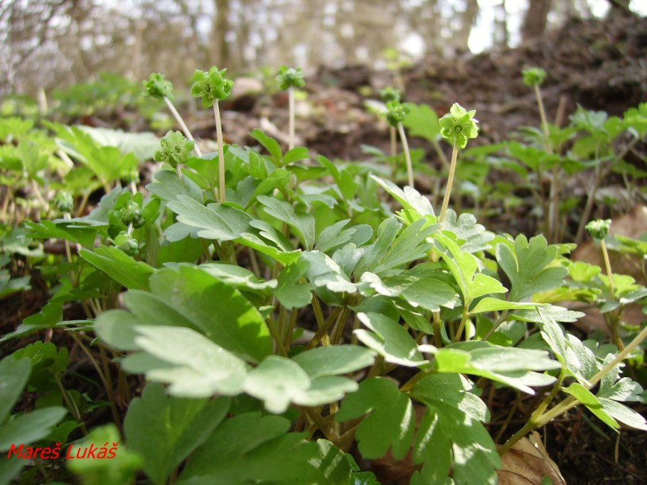 Адокса мускусная