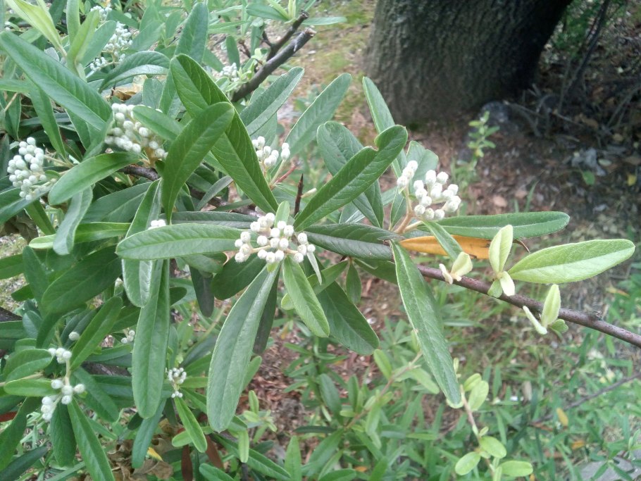 Кавказские кустарники