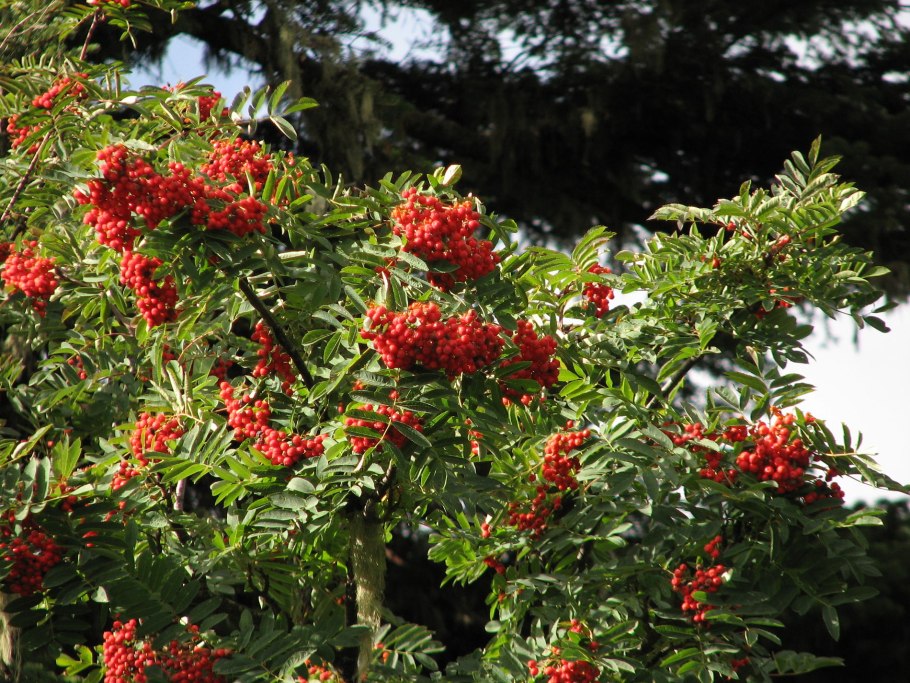 Кустарник с красными ягодами в Сочи
