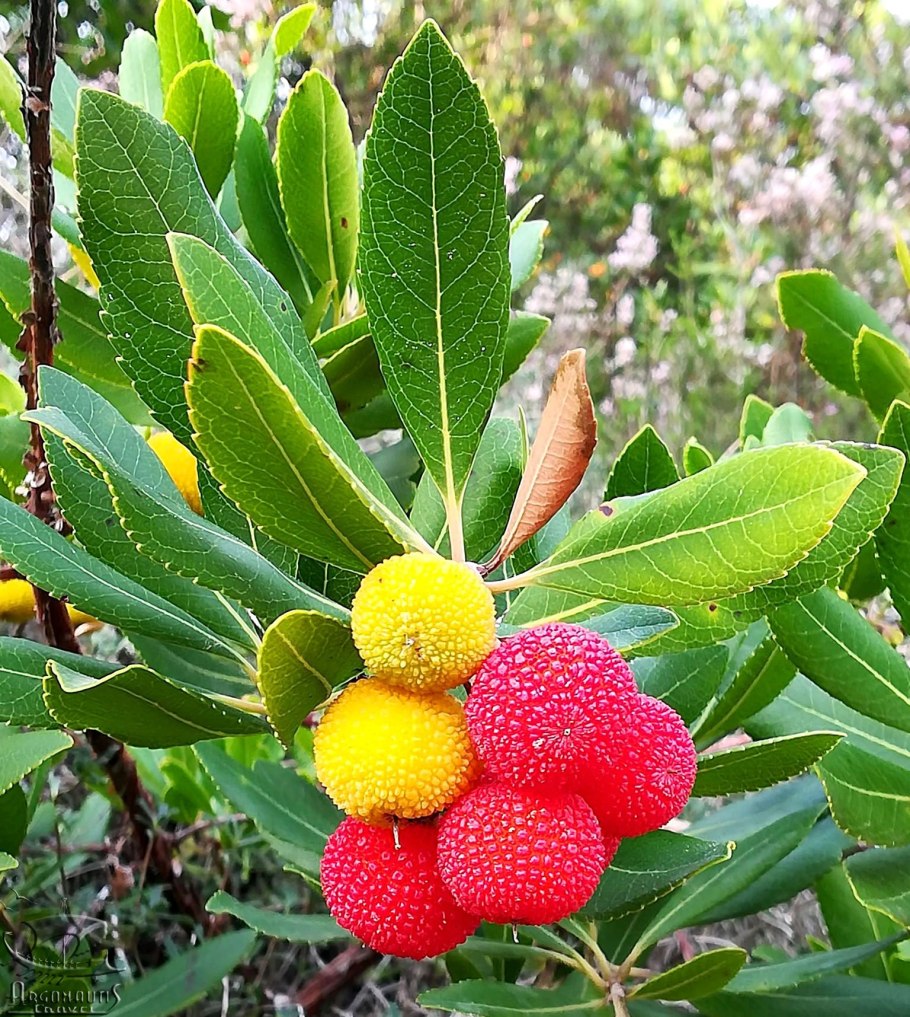 Восковница Myrica rubra
