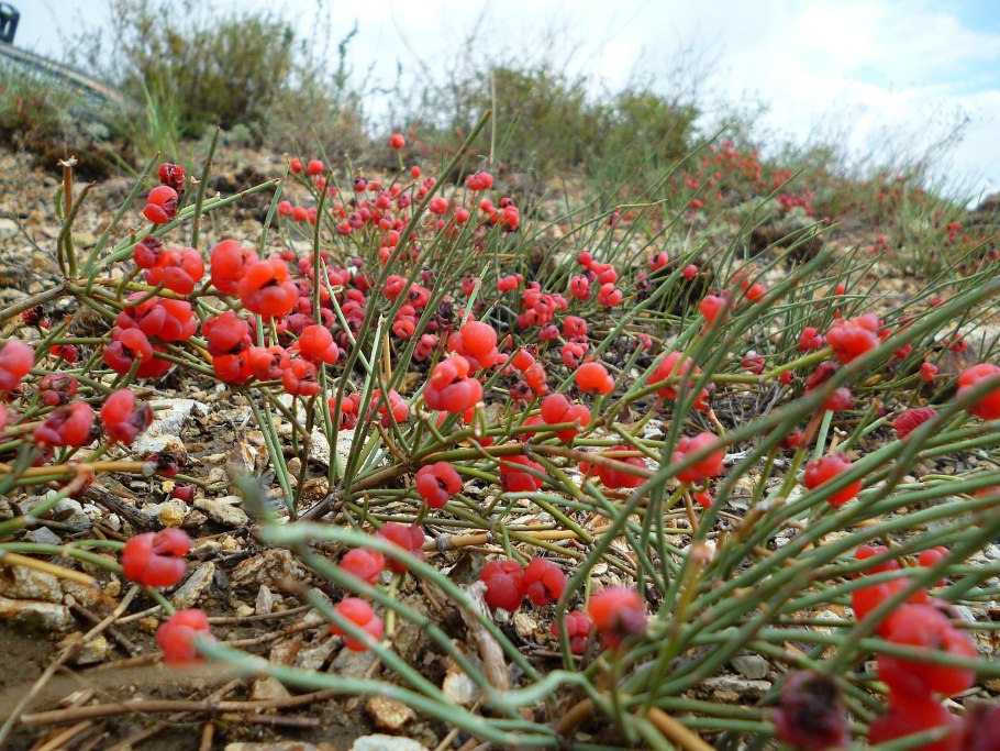 Эфедра хвощевая семейство