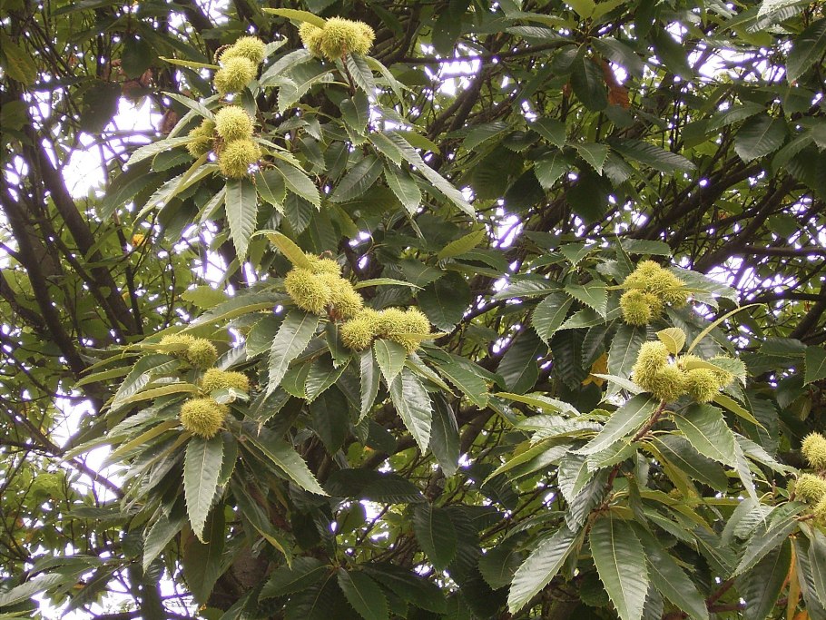 Каштан (Castanea Sativa)