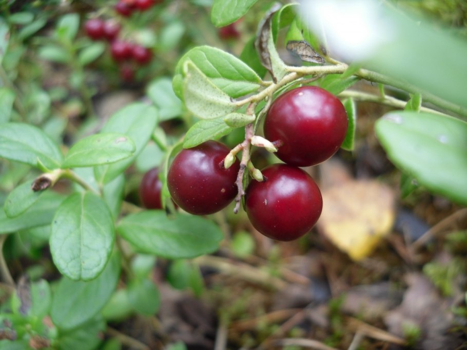 Брусника Горная Кавказская