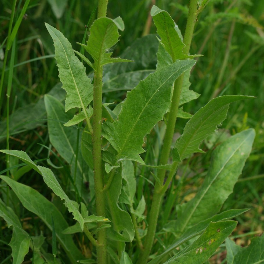 Свербига обыкновенная