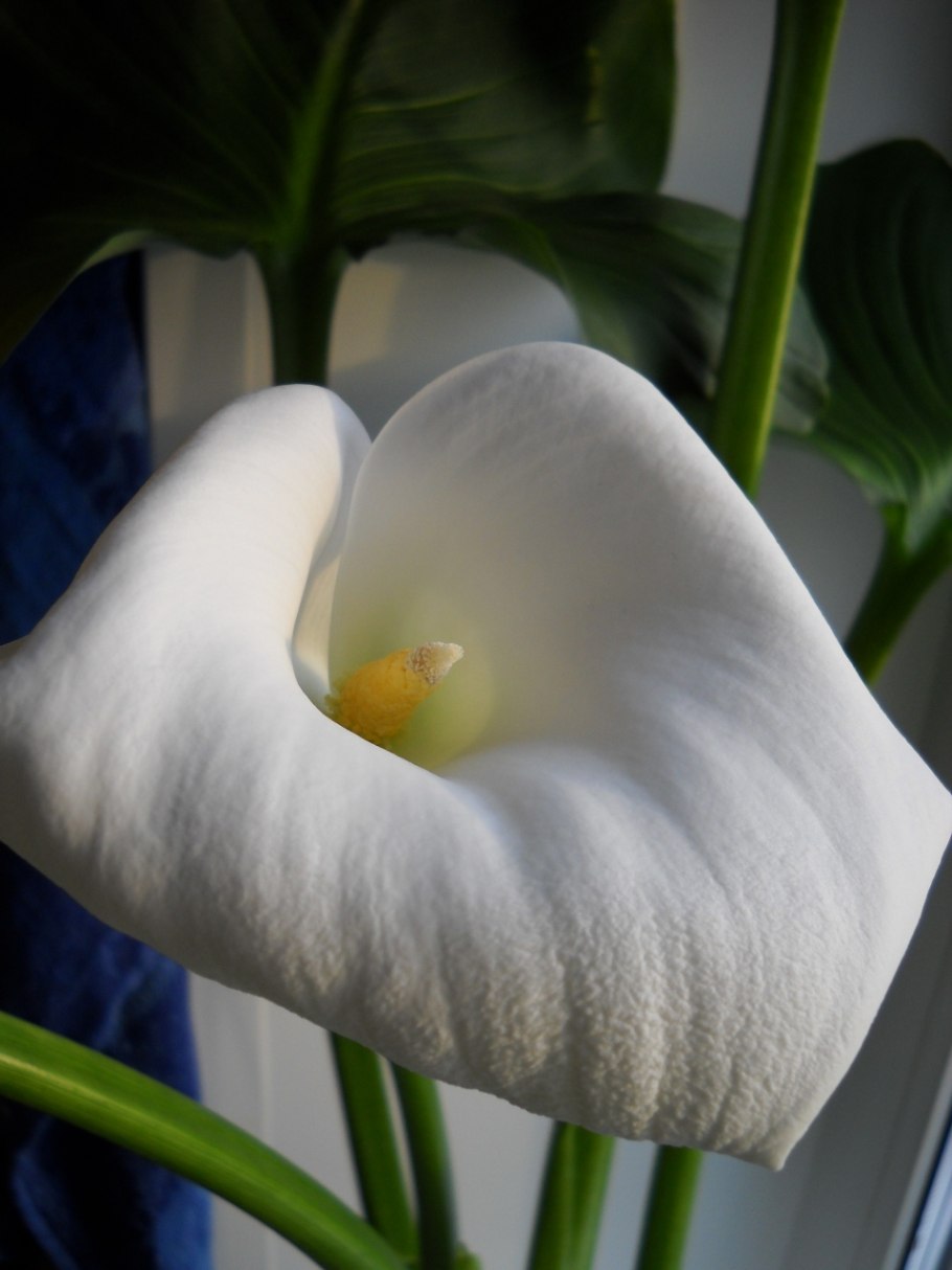 Калла эфиопская белокрыльник