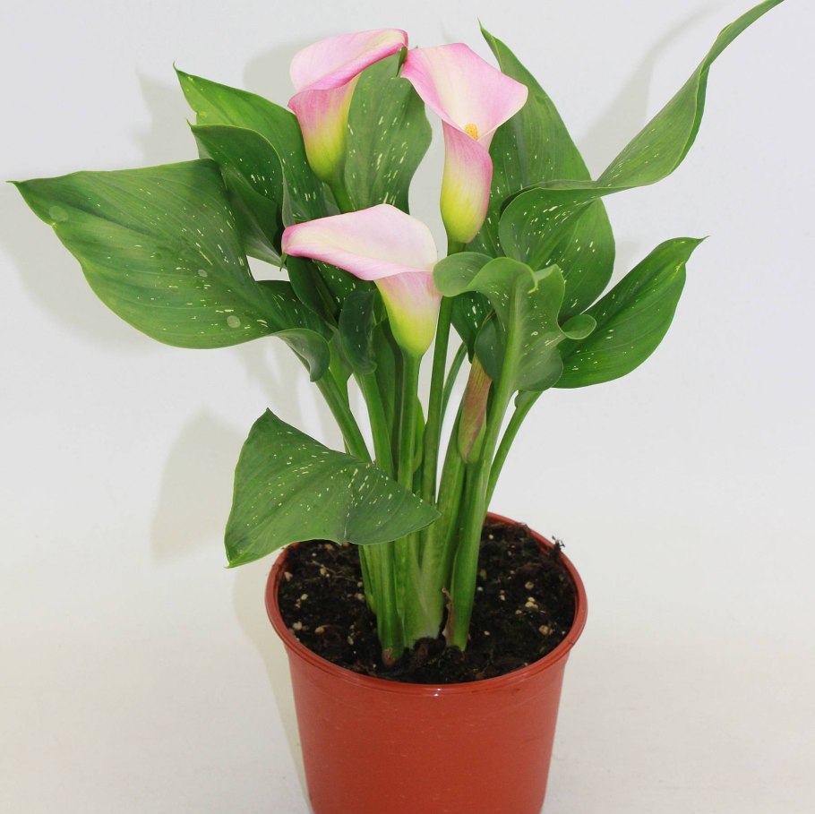 Калла (Zantedeschia) Самур
