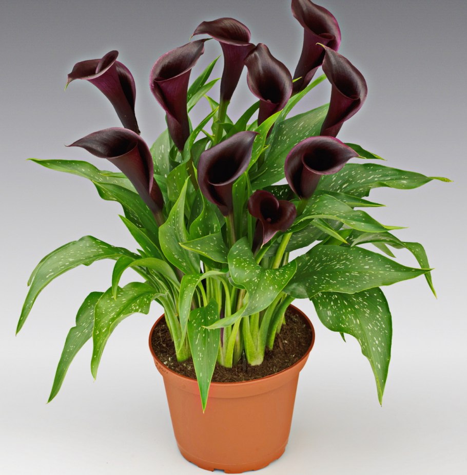 Калла комнатное растение