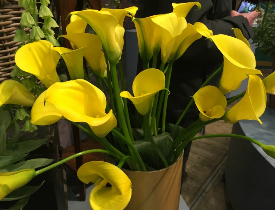 Комнатная Калла Зантедеския