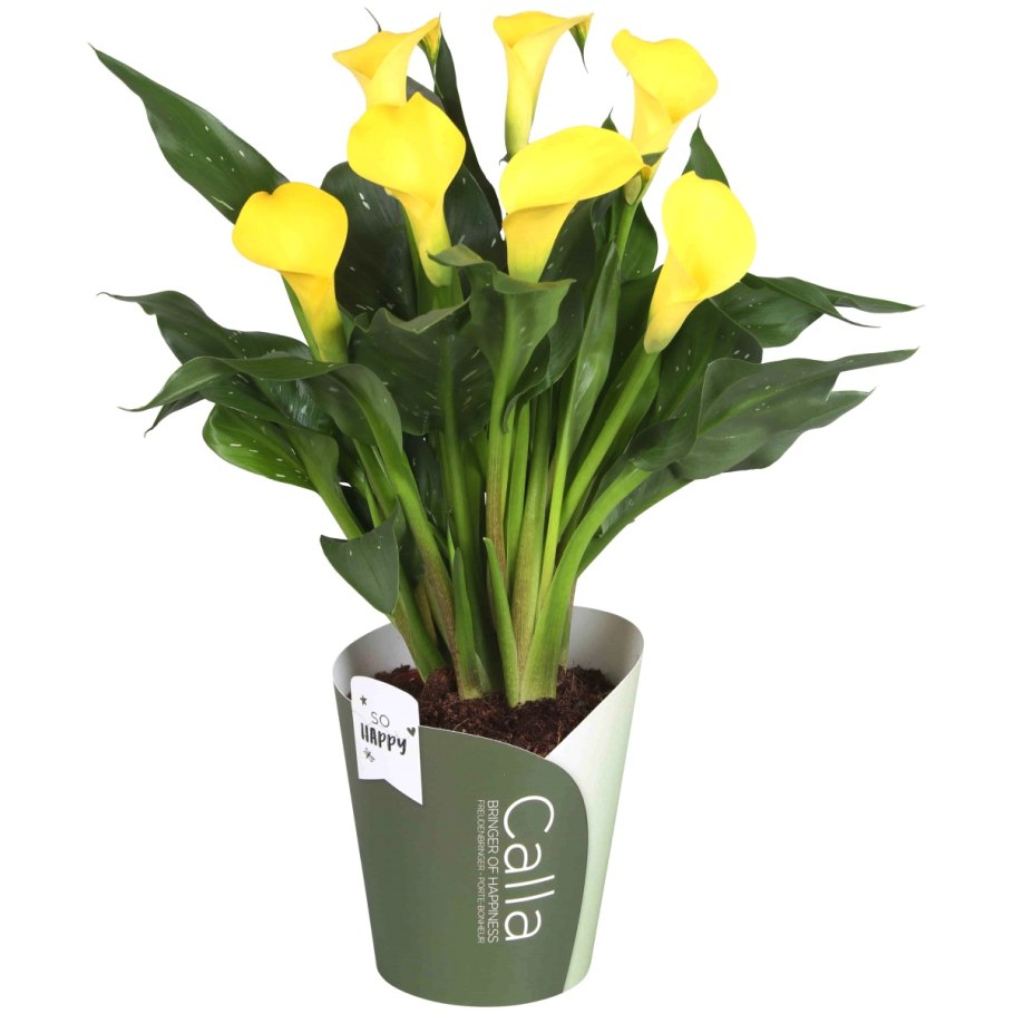 Калла Монте Карло