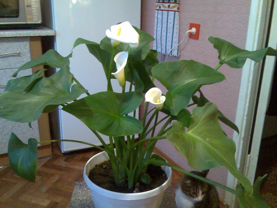 Калла микс d10