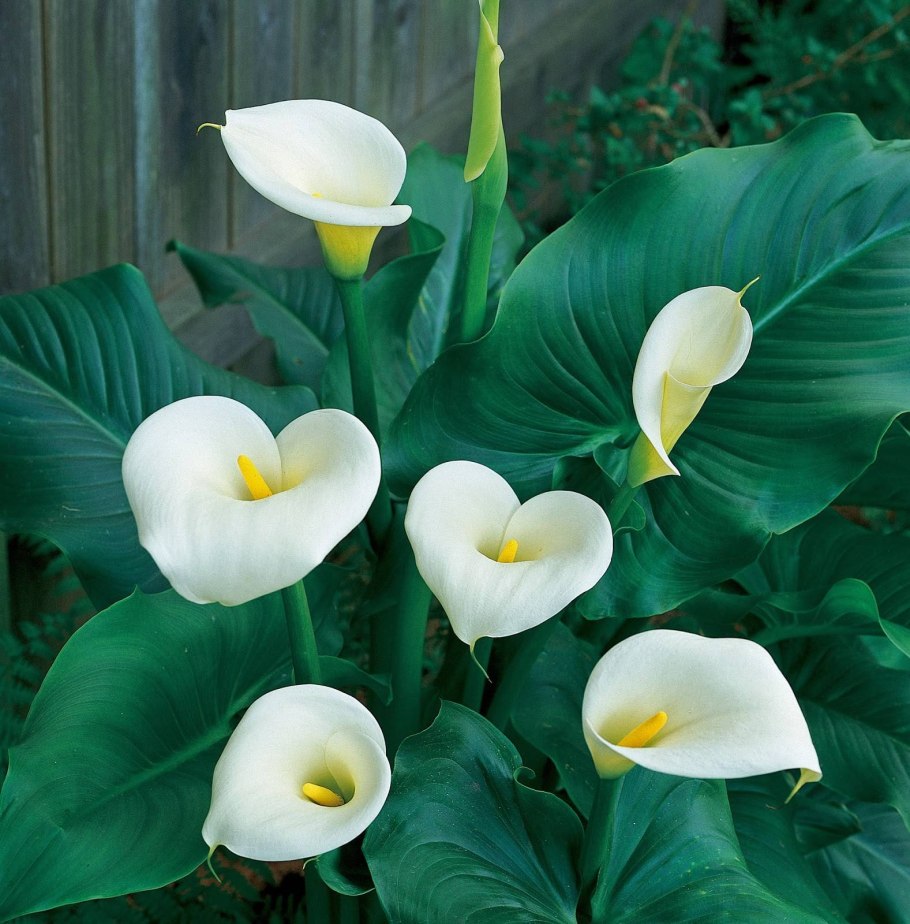 Комнатная Калла Зантедеския