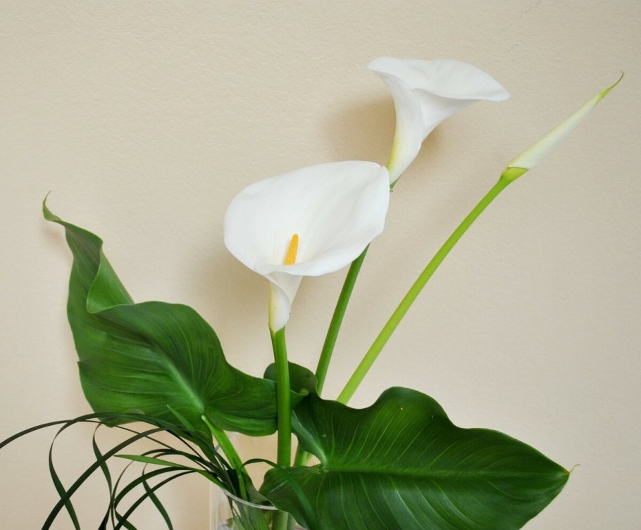 Калла Зантедеския