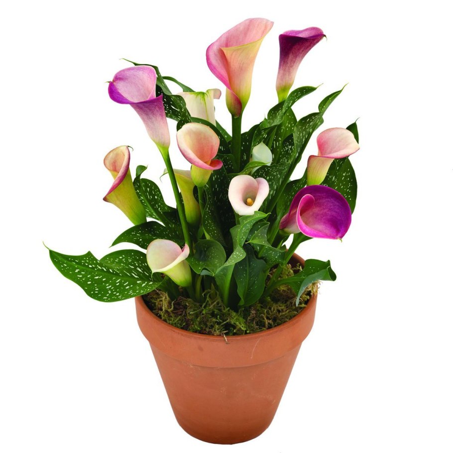 Калла эфиопская Зантедеския