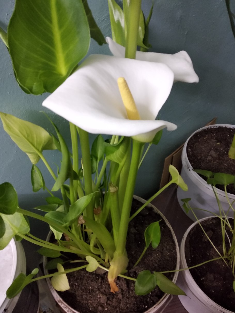 Калла эфиопская (белокрыльник)