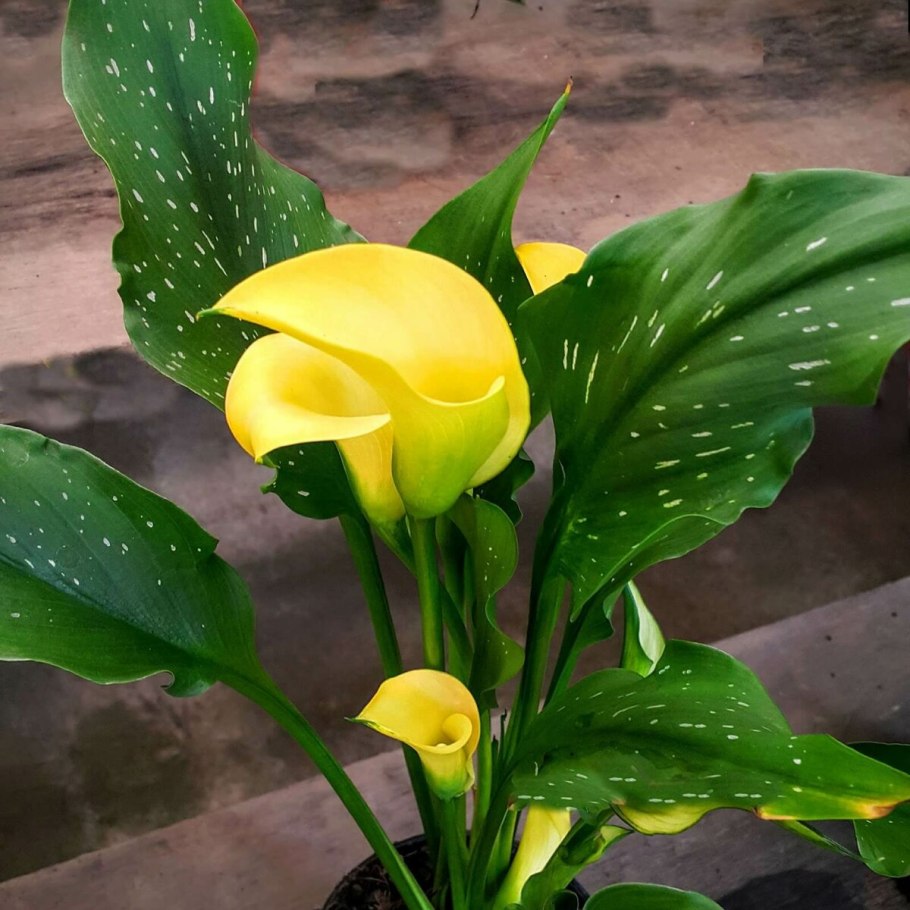 Калла зантедеския