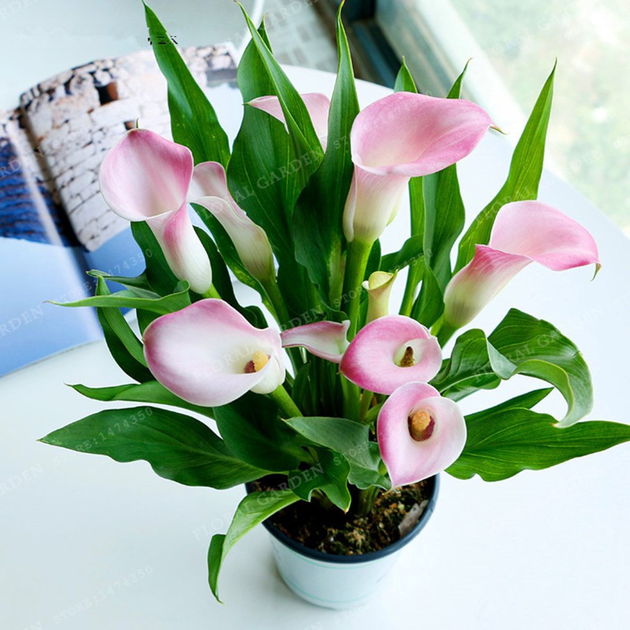 Лилия калла