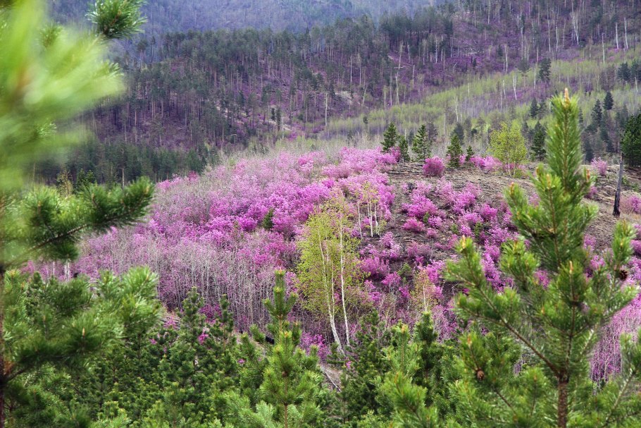 Бурятия леса багульник