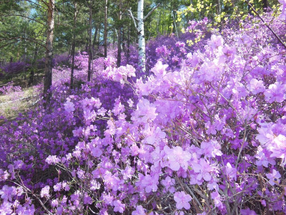 Забайкальский багульник (рододендрон Даурский)