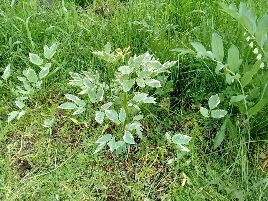 Сорняки Волгоградской области