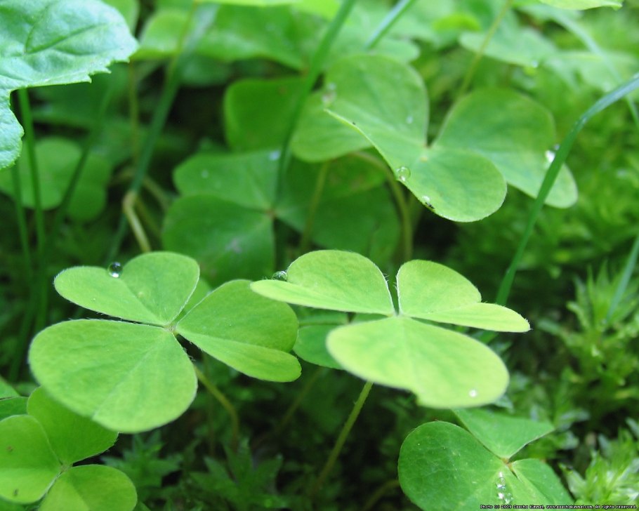 Трава с круглыми листочками