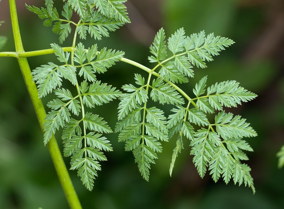 Болиголов крапчатый