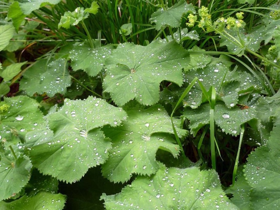 Манжетка растение