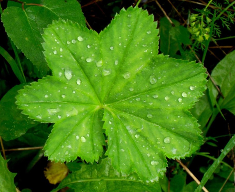 Манжетка обыкновенная лист