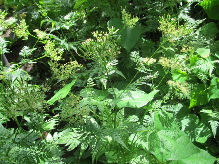 Миррис растение