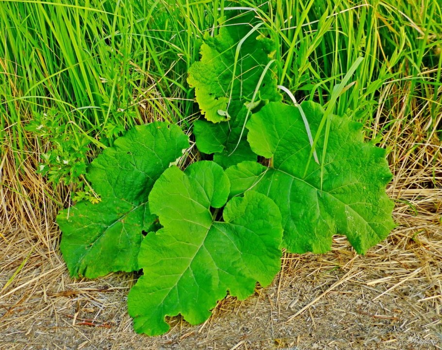 Лопух Сибирский